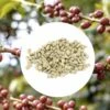 1kg - Café Vert Bio Sueno - Région Altura - Mexique - Décaféiné à L'eau