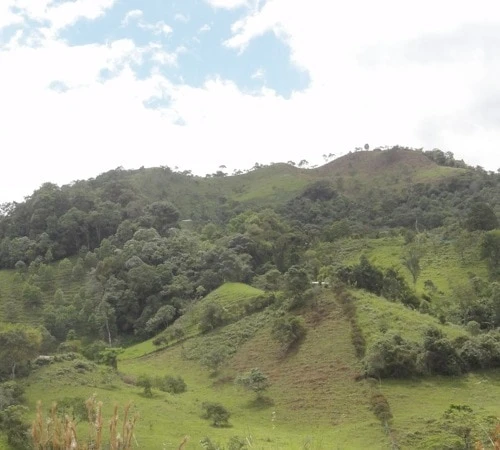 4x250g Café En Grain Bio La Esperanza - Cafés Lugat 6 4x250g Café En Grain Bio La Esperanza - Cafés Lugat – Image 6