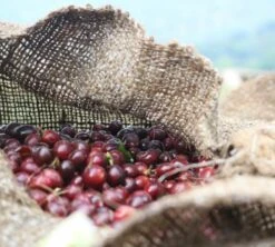 4x250g Café En Grain Bio Finca Oasis - Cafés Lugat 7 4x250g Café En Grain Bio Finca Oasis - Cafés Lugat -CaféStyle Boutique cafeengraincafeslugatpaysproducteurcafe 2