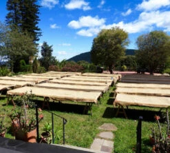 250 G- Café En Grain La Cumbre - LE PIANTAGIONI DEL CAFFE -CaféStyle Boutique cafeengrainlpdclacumbre1