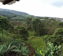 250 G- Café En Grain Samaria - LE PIANTAGIONI DEL CAFFE -CaféStyle Boutique cafeengrainlpdcsamaria2