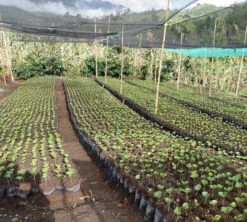 250 G- Café En Grain Samaria - LE PIANTAGIONI DEL CAFFE -CaféStyle Boutique cafeengrainlpdcsamaria3