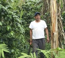 Café En Grains Bio : Mexique - Sueño - Décaféiné à L'eau - 1Kg - Cafés Lugat 5 Café En Grains Bio : Mexique - Sueño - Décaféiné à L'eau - 1Kg - Cafés Lugat -CaféStyle Boutique decafeine altura mexique 4