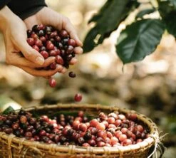 Pack Découverte Bio - 40 Capsules - Compatibles Nespresso® - GREEN LION COFFEE 9 Pack Découverte Bio - 40 Capsules - Compatibles Nespresso® - GREEN LION COFFEE -CaféStyle Boutique gl lifestyle1 3