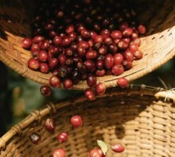 Pack Découverte Bio - 40 Capsules - Compatibles Nespresso® - GREEN LION COFFEE 8 Pack Découverte Bio - 40 Capsules - Compatibles Nespresso® - GREEN LION COFFEE -CaféStyle Boutique gl lifestyle3 3