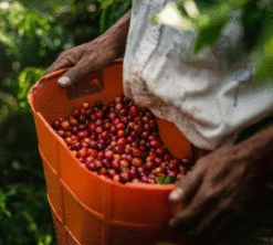 Pack Découverte 108 Capsules Iperespresso - ILLY -CaféStyle Boutique illy lifestyle2